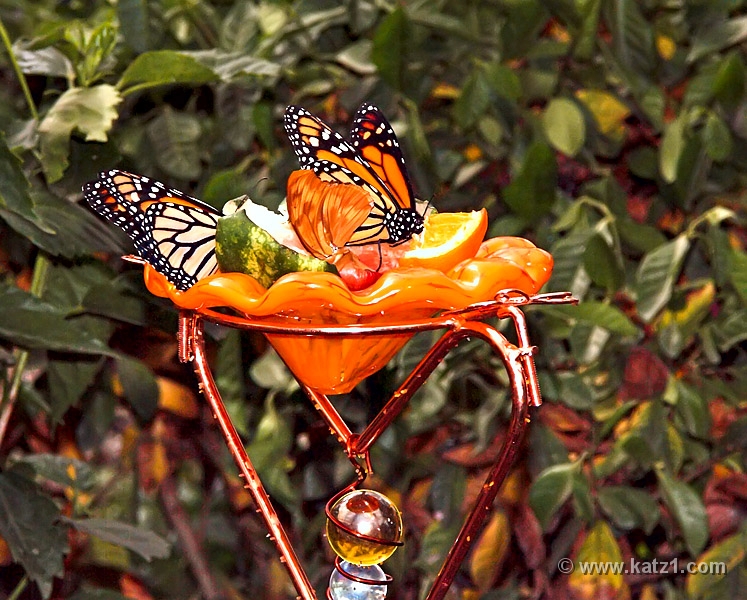 Fruit 'n Flies